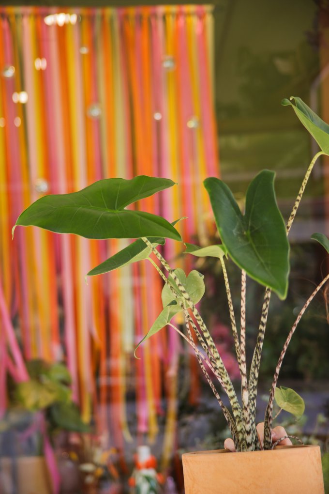 Jungle urbaine photo 8